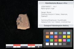 Foto (Objekt + Etikett) von Myrica lignitum Unger (NHMW-GEO-2024-0188-0677)